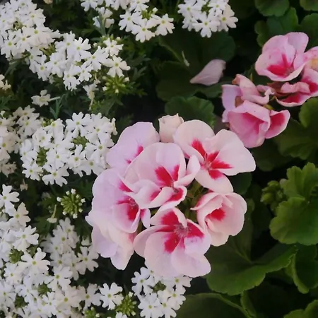 Appartement Acheregg By Interhome *