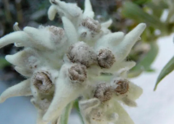 Lägenhet Acheregg By Interhome *